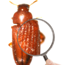 chitin_hp chitin_hp