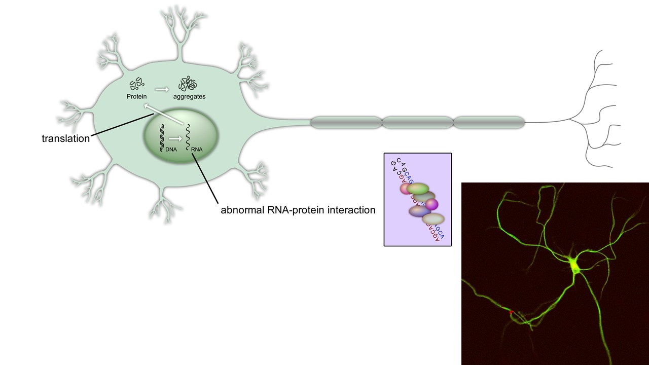 Neuron