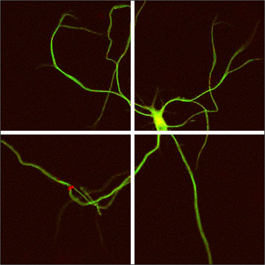 Neuron Startseite