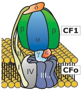 ATPase
