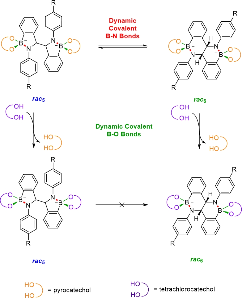 Amidoboronates2